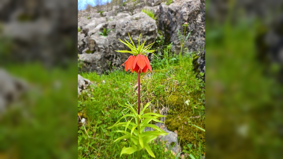 Doğa Koruma ve Milli Parklar: Nesli Tükenme Tehlikesindeki Ters Lale Korunmalı
