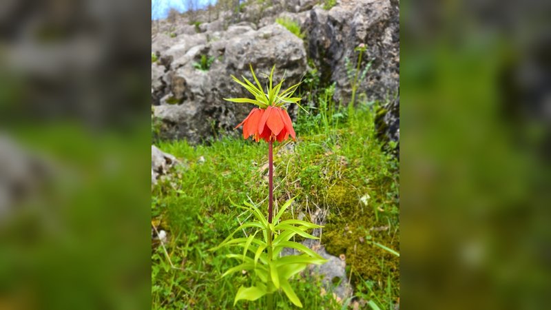 Doğa Koruma ve Milli Parklar: Nesli Tükenme Tehlikesindeki Ters Lale Korunmalı