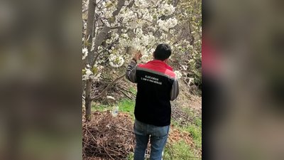 Karaman'da Meyve Bahçelerinde Fenolojik Gözlemler Devam Ediyor