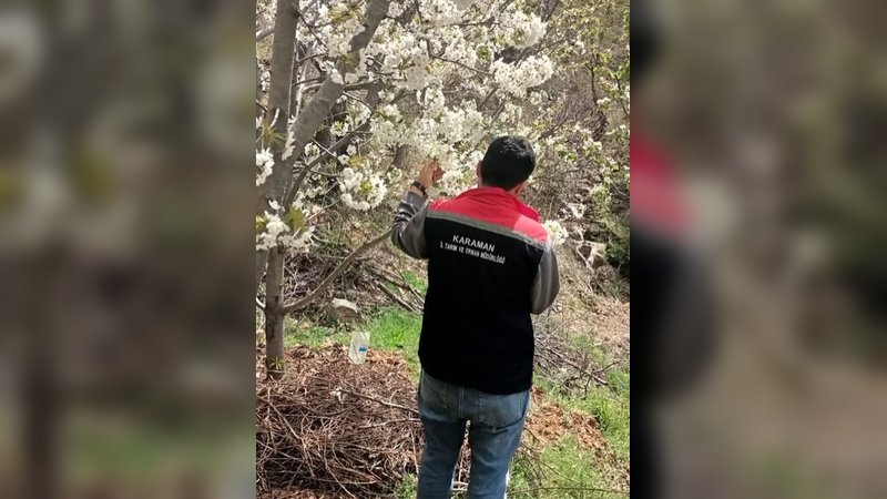 Karaman'da Meyve Bahçelerinde Fenolojik Gözlemler Devam Ediyor
