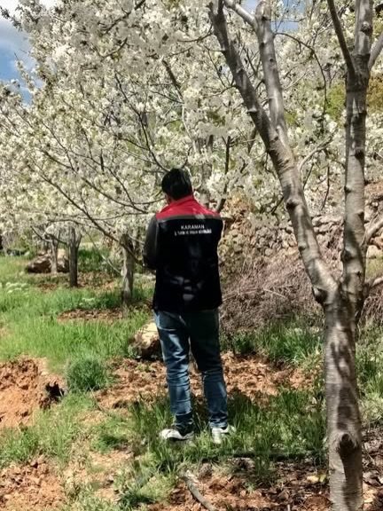 Karaman'da Meyve Bahçelerinde Fenolojik Gözlemler Devam Ediyor - Görsel 1
