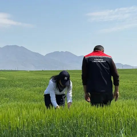 Karaman'da Hububat Alanlarında Hastalık ve Zararlı Kontrolleri Yapıldı - Görsel 1