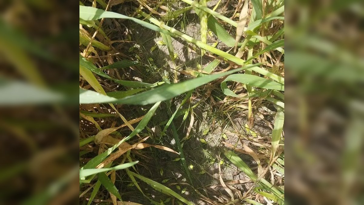 Karaman'da Dolu Yağışı Sonrası Dinek Köyü'nde Hasar Tespiti Başladı