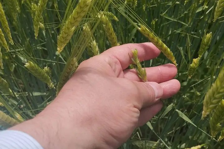 Karaman'da Dolu Yağışı Sonrası Dinek Köyü'nde Hasar Tespiti Başladı - Görsel 2
