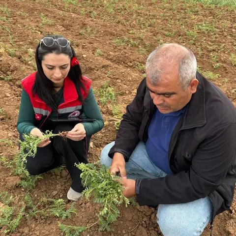 Karaman'da Nohut Üreticilerine Antraknoz Uyarısı: İl Tarım Müdürlüğü'nden Acil Çağrı - Görsel 3
