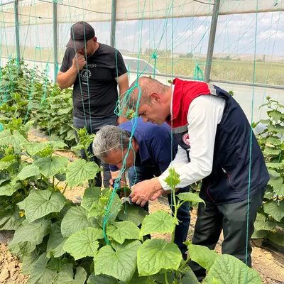 Karaman Ayrancı'da Seralarda Zirai Mücadele Bilgilendirmesi