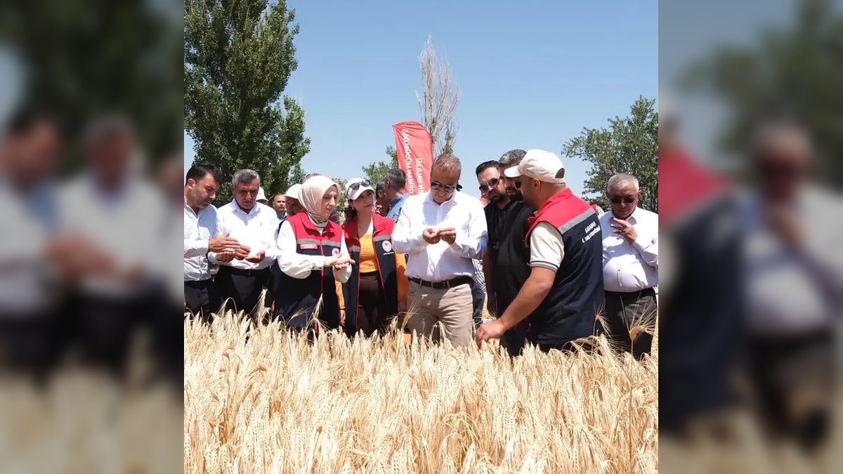 Karaman'da Yerli ve Milli Arpa Çeşitleri Hasat Edildi: Üreticilere Yönelik Tavsiyeler Yolda