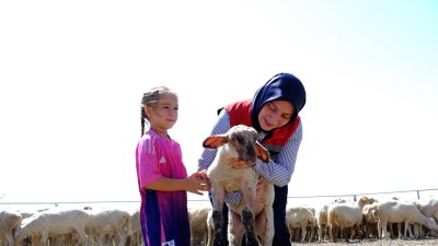 Karaman'da Kırsalda Bereket Projesiyle Küçükbaş Hayvancılığa Destek