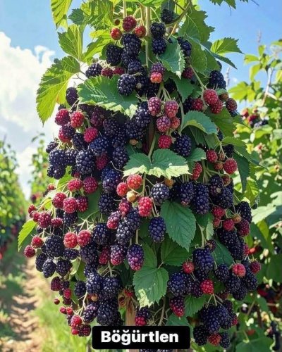 Karaman'da Böğürtlen Üretimi Çiftçiye Yeni Gelir Kapısı Açıyor