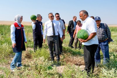 Karaman Valisi Çiçek, Ortaoba Karpuzu Hasadına Katıldı