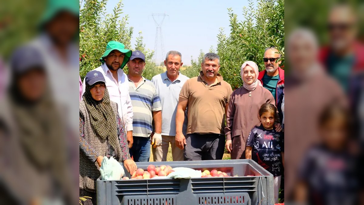 Karaman'da Elma Hasadı Gala Çeşidiyle Başladı: Üreticilere Bereketli Sezon Dileği