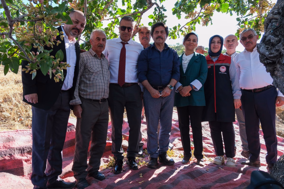Karaman'da Antep Fıstığı Hasadı Başladı: Göksu Vadisi Üretimde Öne Çıkıyor