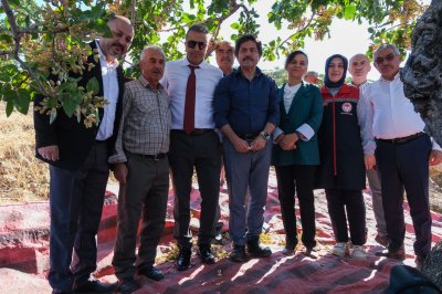 Karaman'da Antep Fıstığı Hasadı Başladı: Göksu Vadisi Üretimde Öne Çıkıyor