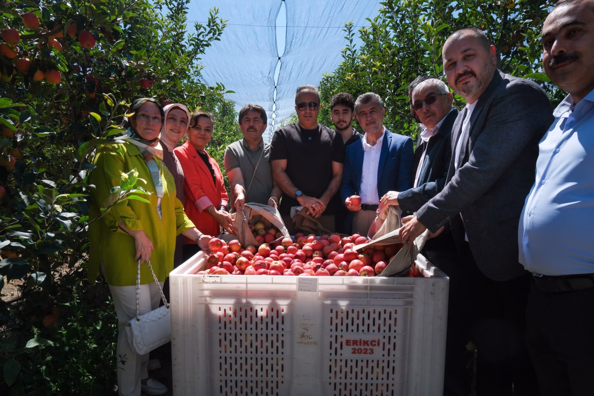Karaman'da Vali Çiçek ve Milletvekili Sağlam'dan Elma Hasadına Destek Ziyareti