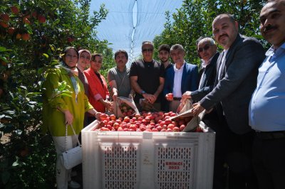 Karaman'da Vali Çiçek ve Milletvekili Sağlam'dan Elma Hasadına Destek Ziyareti