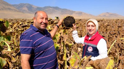 Karaman'da Yağlık Ayçiçeği Çeşit Denemesi Hasadı Başarıyla Tamamlandı