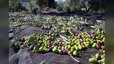 Av. Hüseyin Mutlu'dan Zeytin Üreticilerine Destek: 'Fiyat Manipülasyonu Yapılıyor'