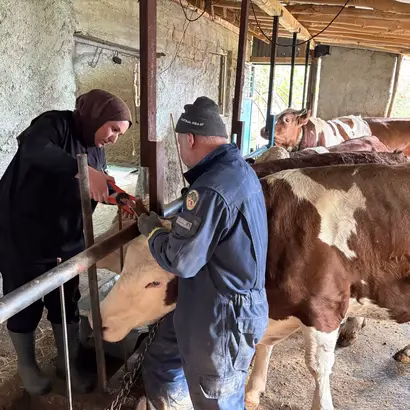 Başyayla'da Hayvan Sağlığı ve Fiyat Takibi